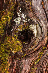 Closeup of mossy knot in tree