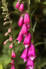 Macro shot of Alaskan flower