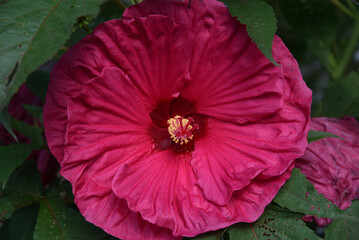 red hardy hibiscus flower