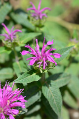 Bee balm Balmy Lilac