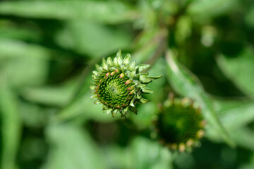 Pink coneflower
