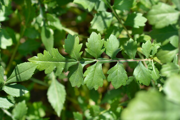 Bristly Yellow Cephalaria