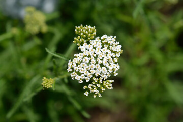 Mountain Yarrow