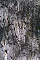 Eastern black walnut