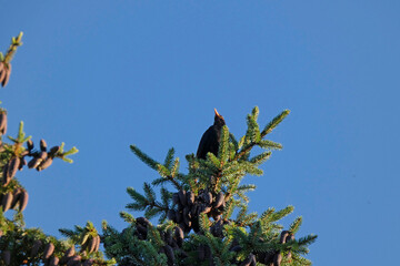 blackbird in concert on a high tree