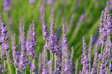 The lavender fields in this town are just lovely