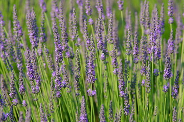 Obraz premium The lavender fields in this town are just lovely