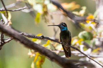 Naklejka premium Beautiful Iridescent Male Rivoli's Hummingbird