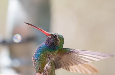 Glorious Broad-Billed Hummingbird Stretches His Wings