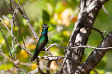 Beautiful Iridescent Male Rivoli's Hummingbird