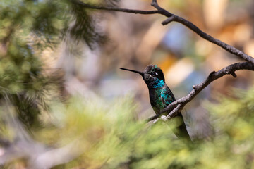 Beautiful Iridescent Male Rivoli's Hummingbird