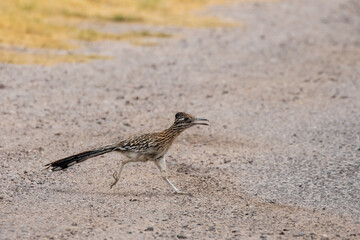Greater Roadrunner on an Arizona Road