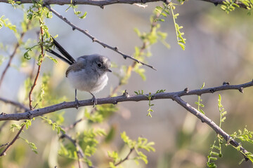 Black-Tailed Gnatcatcher Bird in a Mesquite Tree