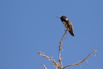 Black-Chinned Hummingbird in Southeastern Arizona