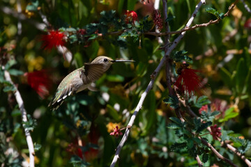 Female Costa's Hummingbird in Southeastern Arizona