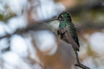 Black-Chinned Hummingbird in Southeastern Arizona