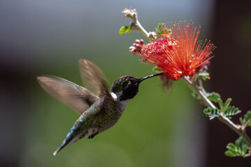 Fototapeta na wymiar Black-Chinned Hummingbird in Southeastern Arizona