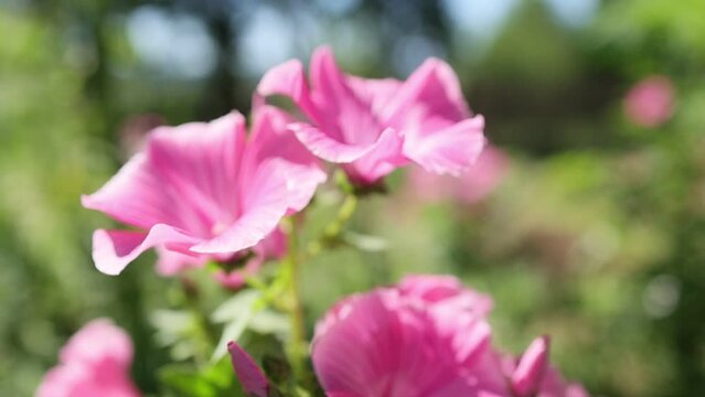 Pink cosmos flowers in garden. Flower closeup