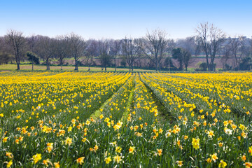 Rows of yellow daffodils in the springtime