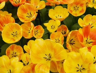 Fototapeta na wymiar Bright yellow color tulips blooming in Keukenhof garden in Lisse, Netherlands