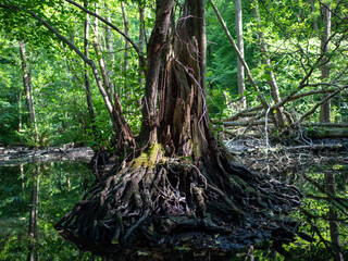 Sumpfiges Biotop im Wald
