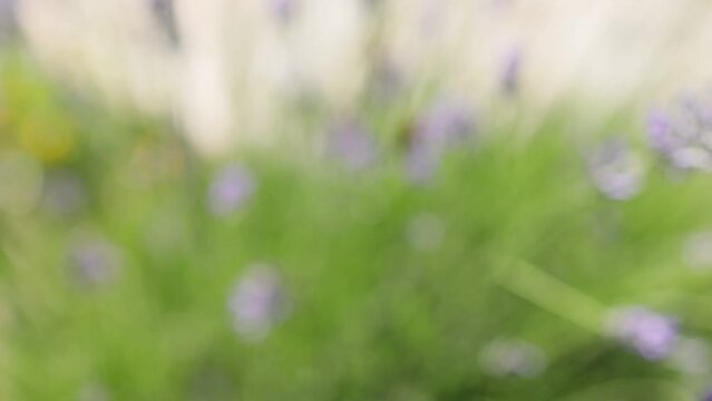 closeup of bees pollinator insects in lavender flowers