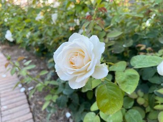 White Rose