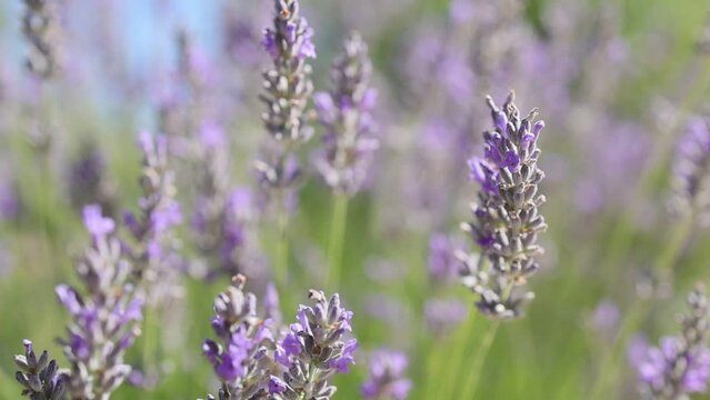 closeup of bees pollinator insects in lavender flowers