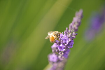 The lavender fields in this town are just lovely
