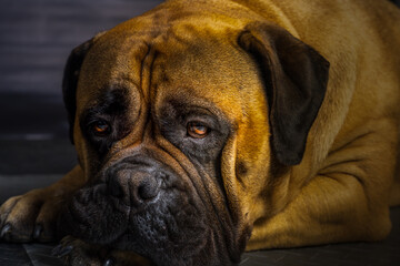 2022-07-01 ADULT BULLMASTIFF LYING ON THE GROUND STARING INTO THE CAMERA WITH A BLURRY BACKGROUND