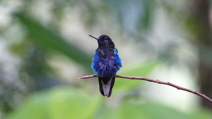 Velvet Purple Coronet (Boissonneaua jardini) perched on a twig in Mindo, Ecuador
