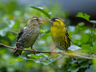 The Eurasian siskin (Spinus spinus)  birds female and male