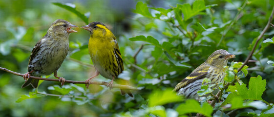 The Eurasian siskin (Spinus spinus)  birds female and male