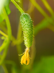 small young natural green cucumber grows on a branch in an eco-friendly farm close-up without people