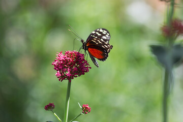 The striking orange and black Tithorea tarricina longwing butterfly climbing along perennial milkweed flowers in the desert southwest in search of nectar
