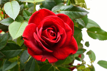 A close up image of a bright red miniature tea rose on a white background. 