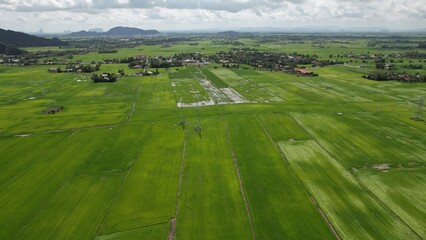 The Paddy Rice Fields of Kedah and Perlis, Malaysia