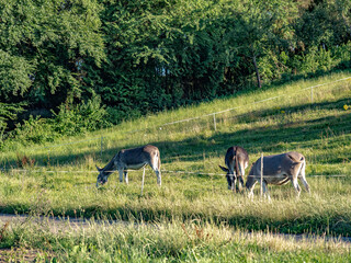 Junge Esel auf der Koppel
