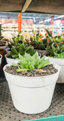 mini cactus or mini succulents in white pots on a shelf