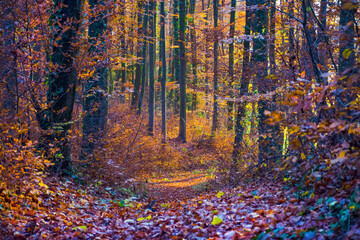Beautiful colorful autumn forest, in warm morning light