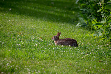 The eastern cottontail (Sylvilagus floridanus). Wild Rabit on the meadow in Wisconsin