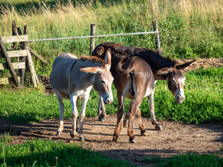 Naklejka premium Junge Esel auf der Koppel