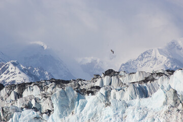 Seagull flying over the top of a tidewater glacier in the mountains - Powered by Adobe
