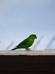 small green parrot known as Orange-winged Parrot (Amazona amazonica), walking alone high on a roof under a pale sky.