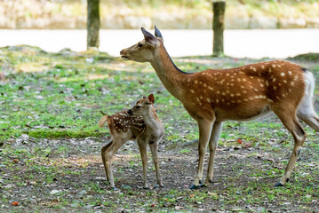 奈良公園の小鹿