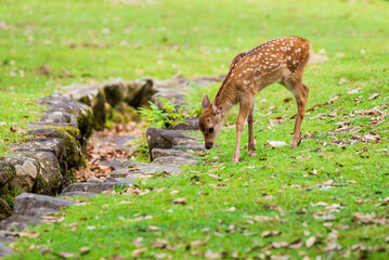 奈良公園の小鹿