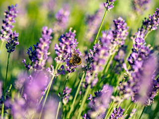 Hummel und Lavendelblüten