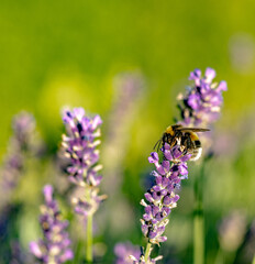 Hummel und Lavendelblüten