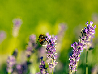 Hummel und Lavendelblüten