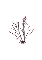 This is beautiful red seaweed.